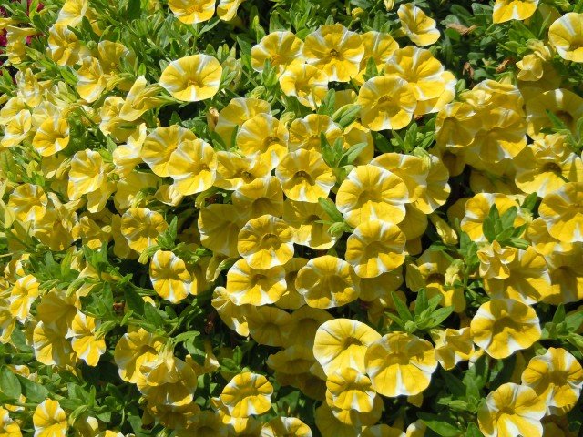 Lemon slice è di dimensioni maggiori rispetto alle altre varietà della serie Superbells e raggiunge un diametro e un’altezza di 40 cm proponendosi come pianta adatta a occupare da sola un vaso o un basket importante. I fiori di colore giallo hanno una forma rotonda con lobi meno pronunciati. Lemon slice è di dimensioni maggiori rispetto alle altre varietà della serie Superbells e raggiunge un diametro e un’altezza di 40 cm proponendosi come pianta adatta a occupare da sola un vaso o un basket importante. I fiori di colore giallo hanno una forma rotonda con lobi meno pronunciati.