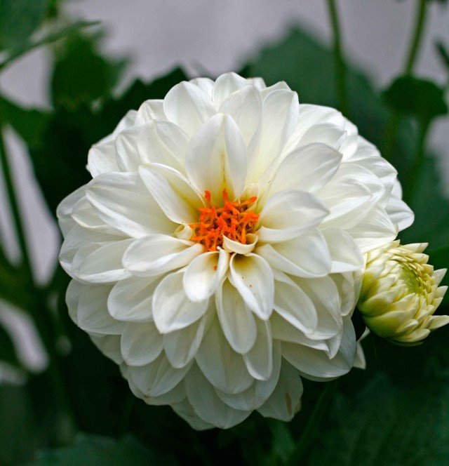 dalia-amstudio dalia-amstudio