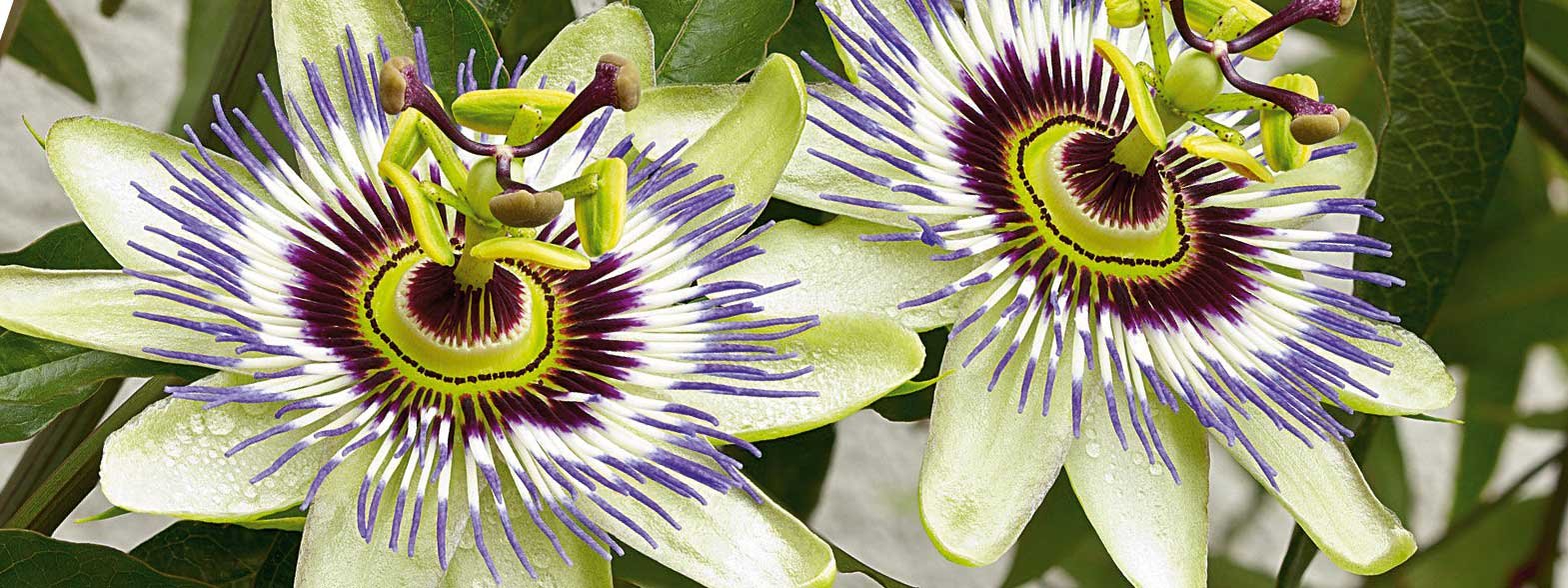Giardino, aiuole e green arredamento cose di casa