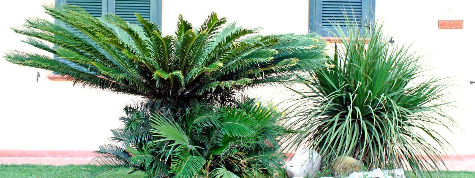 Una palma in giardino: sì o no? cose di casa