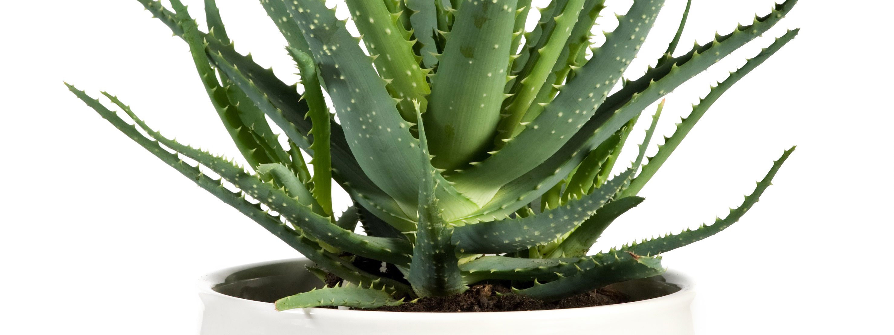 Fiori da appartamento cose di casa
