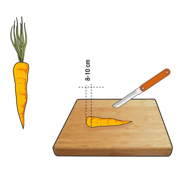 1. Al momento della pulizia, tolte le foglie, si deve tagliare con cura, e un coltello affilato, la parte di carota alla base del fogliame, e farne una rondella spessa 8 o 10 mm. 1. Al momento della pulizia, tolte le foglie, si deve tagliare con cura, e un coltello affilato, la parte di carota alla base del fogliame, e farne una rondella spessa 8 o 10 mm.