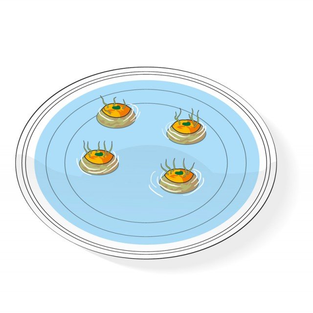 3. Dopo circa una settimana le nuove piantine avranno iniziato a germogliare. Si dovrà quindi lasciare che crescano per almeno tre, quattro giorni e quindi preparare i contenitori per metterle a dimora. 3. Dopo circa una settimana le nuove piantine avranno iniziato a germogliare. Si dovrà quindi lasciare che crescano per almeno tre, quattro giorni e quindi preparare i contenitori per metterle a dimora.