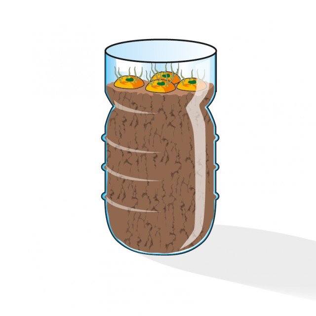 4. Tagliare la parte superiore delle bottiglie di plastica e riempirle di terriccio leggero da semina. Le rondelle vanno inserite nei contenitori e premute nel terriccio in modo da lasciare all’aria solo la parte germogliata. 4. Tagliare la parte superiore delle bottiglie di plastica e riempirle di terriccio leggero da semina. Le rondelle vanno inserite nei contenitori e premute nel terriccio in modo da lasciare all’aria solo la parte germogliata.