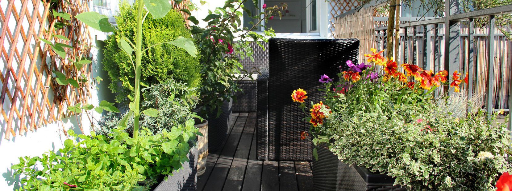 Proteggere dal freddo le piante sul balcone cose di casa Terrazza decorazione Piante
