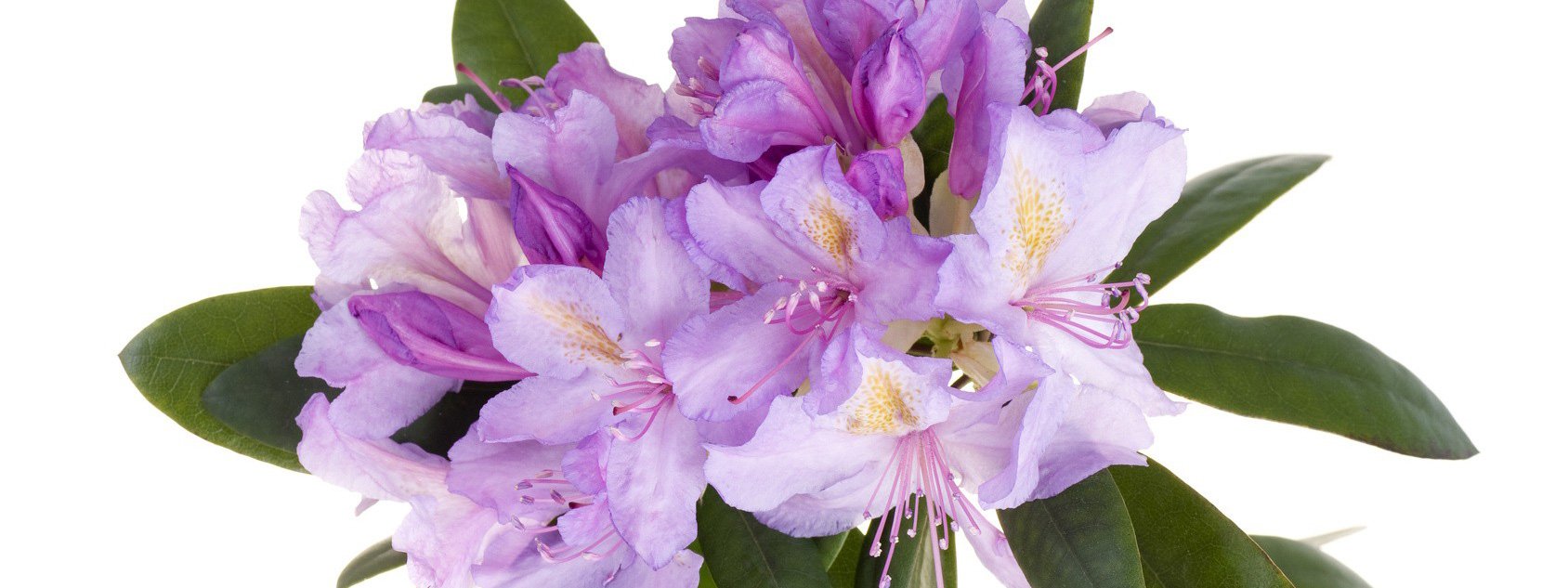 Fiori da appartamento cose di casa Composizioni fiori artificiali scala