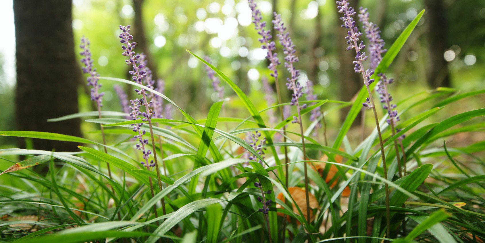Giardino, aiuole e green arredamento cose di casa