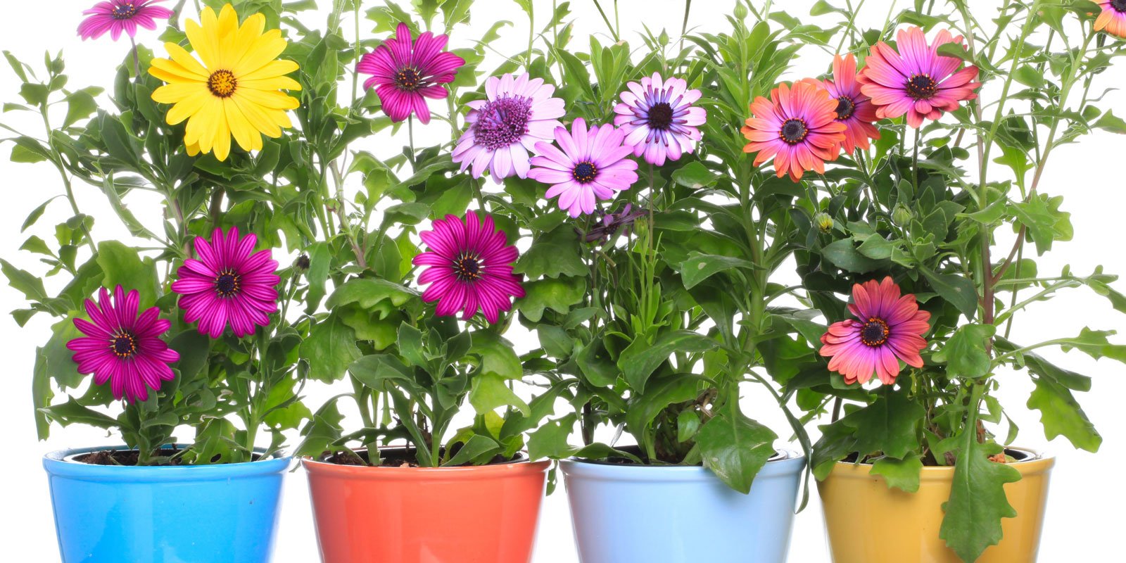Le piante fiorite a marzo per vasi e cassette - Cose di Casa