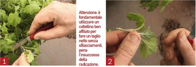 Scegliere un germoglio di una nuova vegetazione che deve essere robusto e privo di bottoni fiorali. L’apice che preleveremo dovrà essere lungo 5 – 8 cm (foto 1) per essere adatto a fare la talea. Infatti talee troppo corte (meno di 5 cm) non sono indicate perché esauriscono le riserve prima di poter fare le prime radici; talee troppo lunghe (oltre i 10 cm), tendono a perdere troppo in fretta il turgore dei tessuti e si fa fatica a mantenerle erette. Recidere l’apice del germoglio sotto un nodo (foto 2): l’ideale è circa 3-5 millimetri sotto, lasciando però il nodo integro: è infatti dal nodo che la talea è in grado di emettere radici. Scegliere un germoglio di una nuova vegetazione che deve essere robusto e privo di bottoni fiorali. L’apice che preleveremo dovrà essere lungo 5 – 8 cm (foto 1) per essere adatto a fare la talea. Infatti talee troppo corte (meno di 5 cm) non sono indicate perché esauriscono le riserve prima di poter fare le prime radici; talee troppo lunghe (oltre i 10 cm), tendono a perdere troppo in fretta il turgore dei tessuti e si fa fatica a mantenerle erette. Recidere l’apice del germoglio sotto un nodo (foto 2): l’ideale è circa 3-5 millimetri sotto, lasciando però il nodo integro: è infatti dal nodo che la talea è in grado di emettere radici.