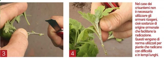 Eliminare le foglie vicino al nodo, mentre le due tre superiori vanno lasciate integre (foto 3). La talea è pronta per essere messa nel substrato di coltivazione (foto 4). Eliminare le foglie vicino al nodo, mentre le due tre superiori vanno lasciate integre (foto 3). La talea è pronta per essere messa nel substrato di coltivazione (foto 4).