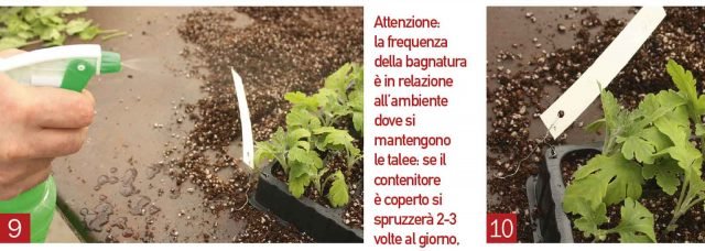 Procedere alla spruzzatura delle foglie con un getto di acqua finemente nebulizzato (foto 9): servirà a mantenere umide le foglie per impedirne la perdita d’acqua. Questa operazione dovrà essere ripetuta spesso per evitare la disidratazione dei tessuti ed il disseccamento della talea. Si consiglia di apporre un cartellino (foto 10) su ogni contenitore, per tenere riconoscere nel tempo le diverse varietà di piante taleate. Procedere alla spruzzatura delle foglie con un getto di acqua finemente nebulizzato (foto 9): servirà a mantenere umide le foglie per impedirne la perdita d’acqua. Questa operazione dovrà essere ripetuta spesso per evitare la disidratazione dei tessuti ed il disseccamento della talea. Si consiglia di apporre un cartellino (foto 10) su ogni contenitore, per tenere riconoscere nel tempo le diverse varietà di piante taleate.