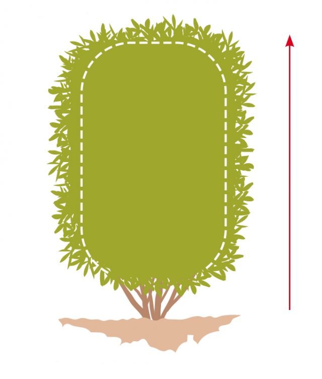 1. È fondamentale iniziare a potare la pianta dal basso verso l'alto, così da regolare da subito la larghezza della base. Quindi, risalendo verso la sommità, si può procedere inclinando leggermente le lame, in obliquo, così da aumentare lo spessore della siepe nella parte centrale.