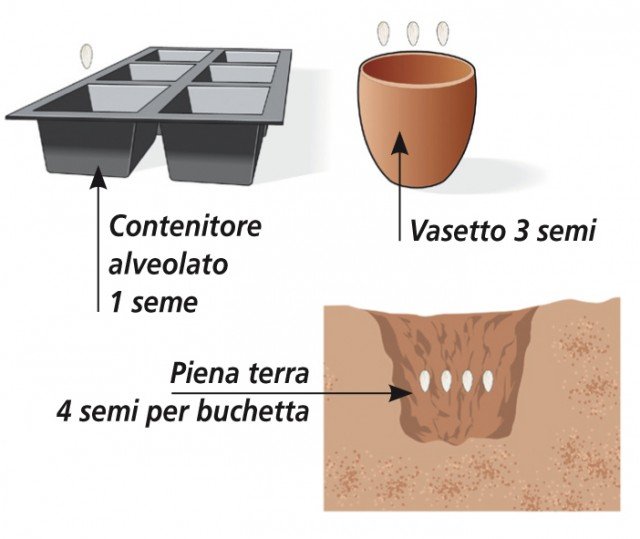controllare la data di produzione delle sementi di cetriolo e non impiegare quelle rimaste dall’annata precedente controllare la data di produzione delle sementi di cetriolo e non impiegare quelle rimaste dall’annata precedente