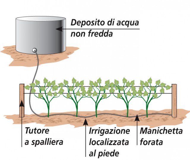 anche per il cetriolo l’irrigazione a pioggia è sconsigliata perché favorisce l’insorgenza di malattie fungine. anche per il cetriolo l’irrigazione a pioggia è sconsigliata perché favorisce l’insorgenza di malattie fungine.
