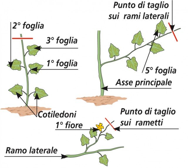 La cimatura della pianta di cetriolo servirebbe sia a contenere lo sviluppo in altezza della pianta sia a favorire l’emissione di branche laterali La cimatura della pianta di cetriolo servirebbe sia a contenere lo sviluppo in altezza della pianta sia a favorire l’emissione di branche laterali