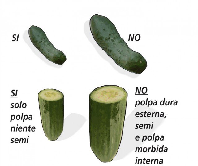 La raccolta del cetriolo deve essere effettuata prima che i frutti superino le dimensioni indicate per la conservazione e i semi divengano evidenti, la polpa deve essere ancora consistente e croccante La raccolta del cetriolo deve essere effettuata prima che i frutti superino le dimensioni indicate per la conservazione e i semi divengano evidenti, la polpa deve essere ancora consistente e croccante