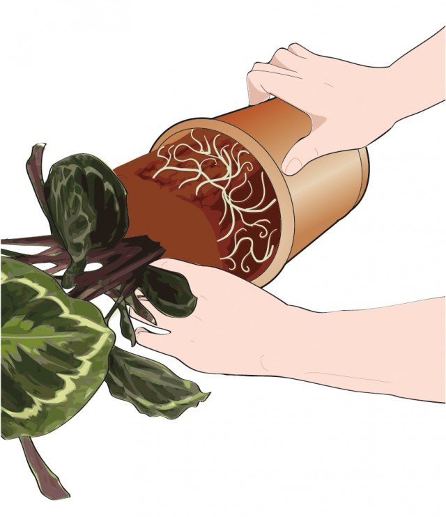 Estrarre delicatamente la pianta di calathea dal vecchio vaso Estrarre delicatamente la pianta di calathea dal vecchio vaso