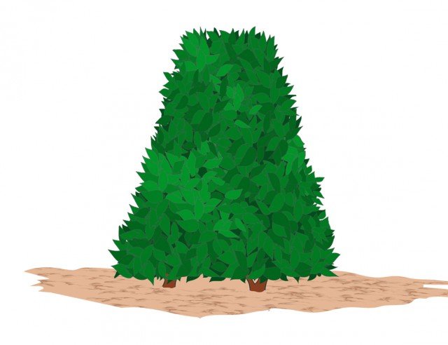 Le potature di mantenimento delle siepi sono utili anche per dare luce e aria alle parti più interne delle piante così da non rischiare la perdita del fogliame e dei rami nelle zone meno luminose Le potature di mantenimento delle siepi sono utili anche per dare luce e aria alle parti più interne delle piante così da non rischiare la perdita del fogliame e dei rami nelle zone meno luminose