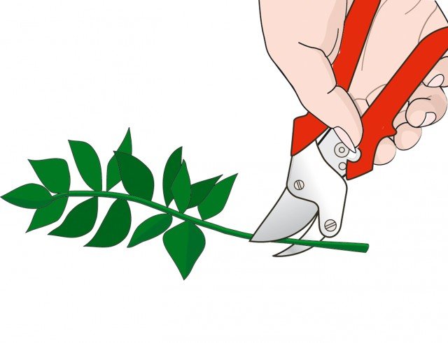 È importante utilizzare cesoie perfettamente affilate per potare le siepi È importante utilizzare cesoie perfettamente affilate per potare le siepi