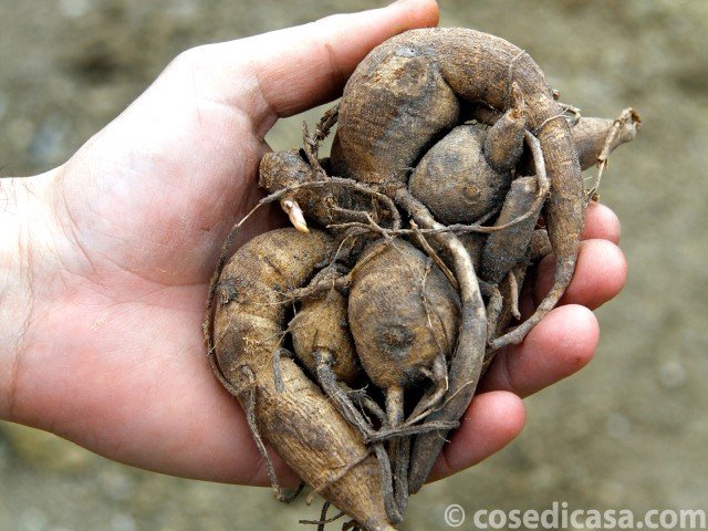 Le radici tuberizzate delle dalie devono essere di buona qualità, vitali, consistenti e carnose, non marcescenti o secche Le radici tuberizzate delle dalie devono essere di buona qualità, vitali, consistenti e carnose, non marcescenti o secche