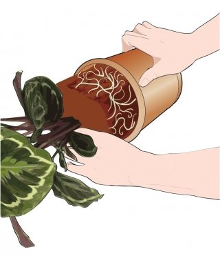 Estrarre delicatamente la pianta di calathea dal vecchio vaso Estrarre delicatamente la pianta di calathea dal vecchio vaso