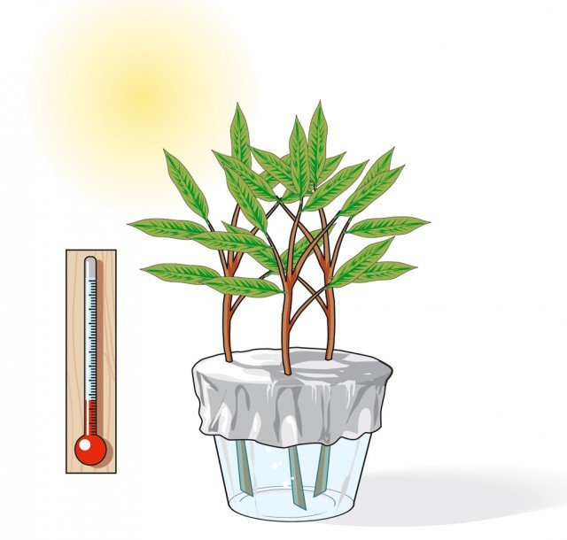 3. Inserire ogni ramo in un foro della carta stagnola con cui si avrà avuto cura di ricoprire un bicchiere colmo d’acqua; il bicchiere con le talee andrà sistemato in posizione luminosa e lasciato ad una temperatura costante di 18-20°C.