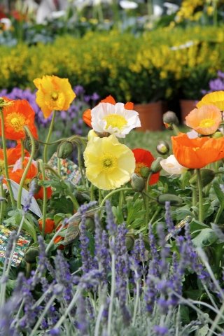 Il papavero si può coltivare in aiuole con accanto molte altre specie perenni, come lupini da fiore e coreopsis, per creare macchie variopinte di colore. Il papavero si può coltivare in aiuole con accanto molte altre specie perenni, come lupini da fiore e coreopsis, per creare macchie variopinte di colore.