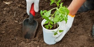 piantare pomodori in orto