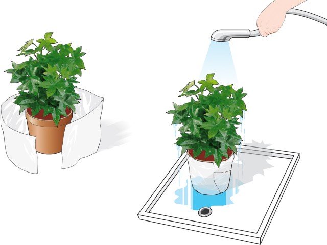 Porre un foglio di cellophane intorno al vaso e chiuderlo al piede della pianta così da proteggere la terra durante la pulizia Porre un foglio di cellophane intorno al vaso e chiuderlo al piede della pianta così da proteggere la terra durante la pulizia