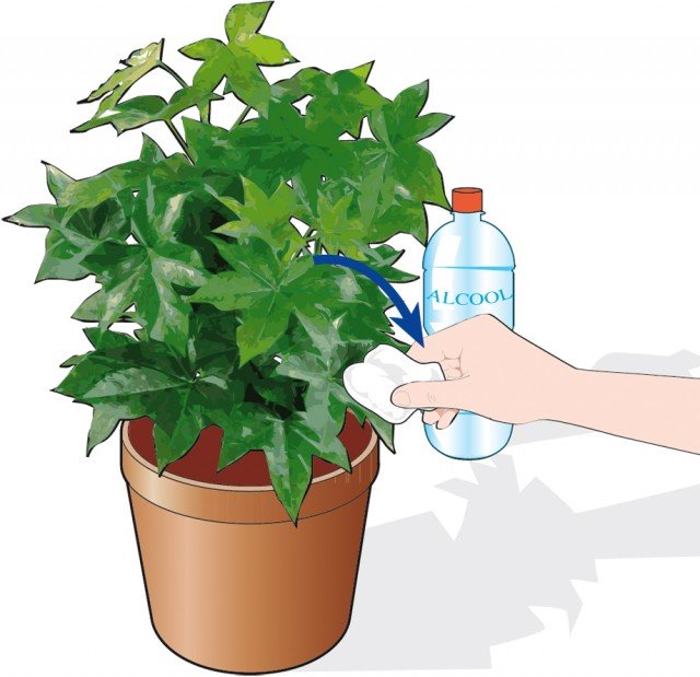 Per eliminare le cocciniglie, con un batuffolo di cotone imbevuto di alcool si procede, dal fusto della pianta verso l’esterno, a pulire le foglie Per eliminare le cocciniglie, con un batuffolo di cotone imbevuto di alcool si procede, dal fusto della pianta verso l’esterno, a pulire le foglie