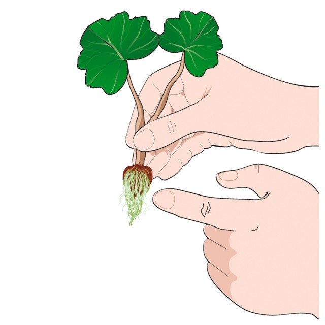 Dopo 2 mesi le talee sono pronte ad essere trapiantate. Dopo 2 mesi le talee sono pronte ad essere trapiantate.