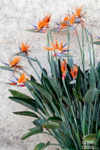 Uccello del Paradiso o strelitzia