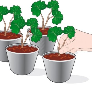 4. Posizionare una talea per ogni vasetto. La talea deve affondare nel terreno per 2 nodi (il punto d’inserzione di foglia e fusto). Bagnare.