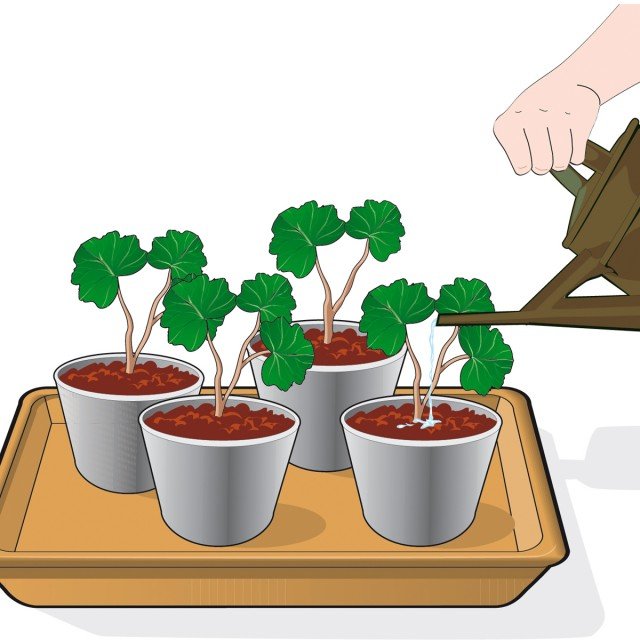 5. Le irrigazioni successive devono essere effettuate con parsimonia per evitare la marcescenza al fusto. Posizionare all’aperto all’ombra.