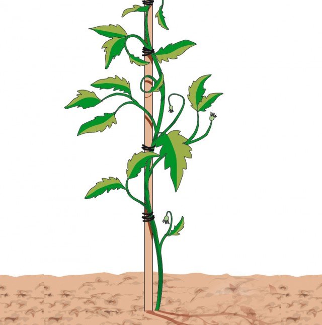 I pomodori a crescita determinata hanno la necessità di un tutore singolo per ogni pianta (basta una canna di 60 cm) I pomodori a crescita determinata hanno la necessità di un tutore singolo per ogni pianta (basta una canna di 60 cm)