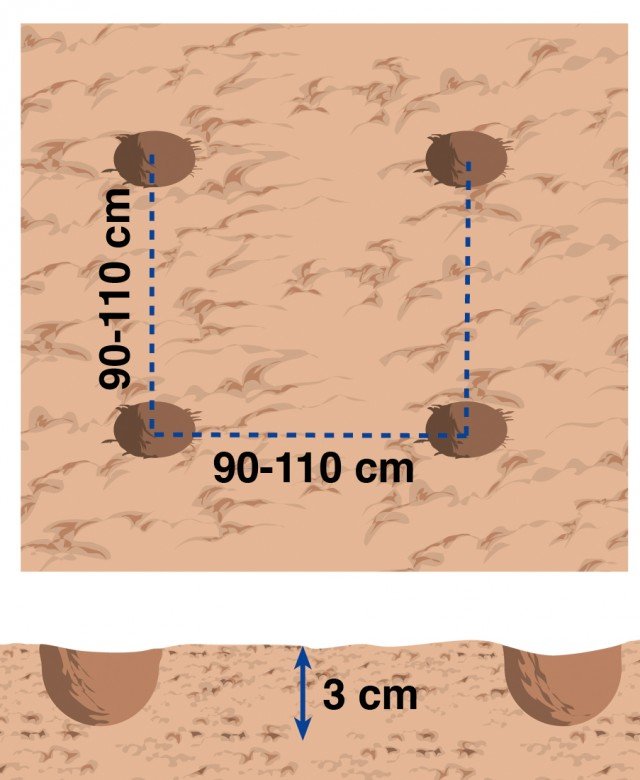 La semina della zucchina in piena terra va realizzata in buche profonde circa 3 cm distanziate tra loro di almeno 90 cm fino ad arrivare a 110 cm La semina della zucchina in piena terra va realizzata in buche profonde circa 3 cm distanziate tra loro di almeno 90 cm fino ad arrivare a 110 cm