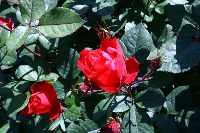 rosa varietà MEIpeporia dell’ibridatore francese Alain Meilland color rosso rosa varietà MEIpeporia dell’ibridatore francese Alain Meilland color rosso