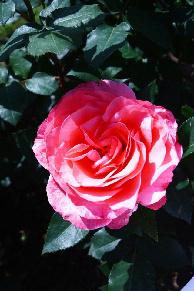 rosa ELAINE PAIGE TM di Poulsen Roser color rosa chiaro rosa ELAINE PAIGE TM di Poulsen Roser color rosa chiaro
