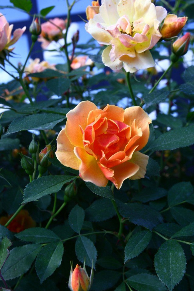 sarmentosa non denominata della varietà di rose ADAphyri ibridata da Michel Adam color albicocca sarmentosa non denominata della varietà di rose ADAphyri ibridata da Michel Adam color albicocca