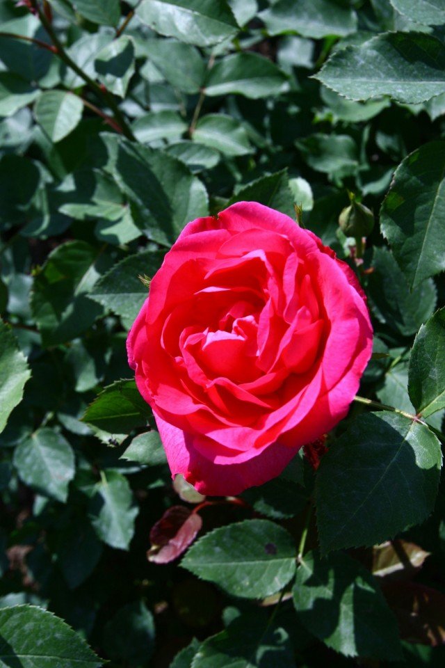“La più bella rosa italiana” è stata proclamata A.I.ROSA una floribunda creta da Claudio Cazzaniga di color rosa carico “La più bella rosa italiana” è stata proclamata A.I.ROSA una floribunda creta da Claudio Cazzaniga di color rosa carico