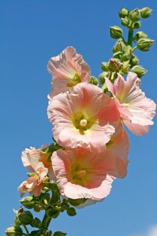 althaea-amstudio althaea-amstudio