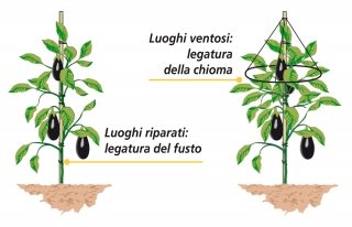legatura fusto pianta melanzane legatura fusto pianta melanzane