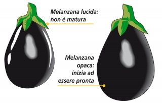 melanzana lucida e opaca maturità melanzana lucida e opaca maturità