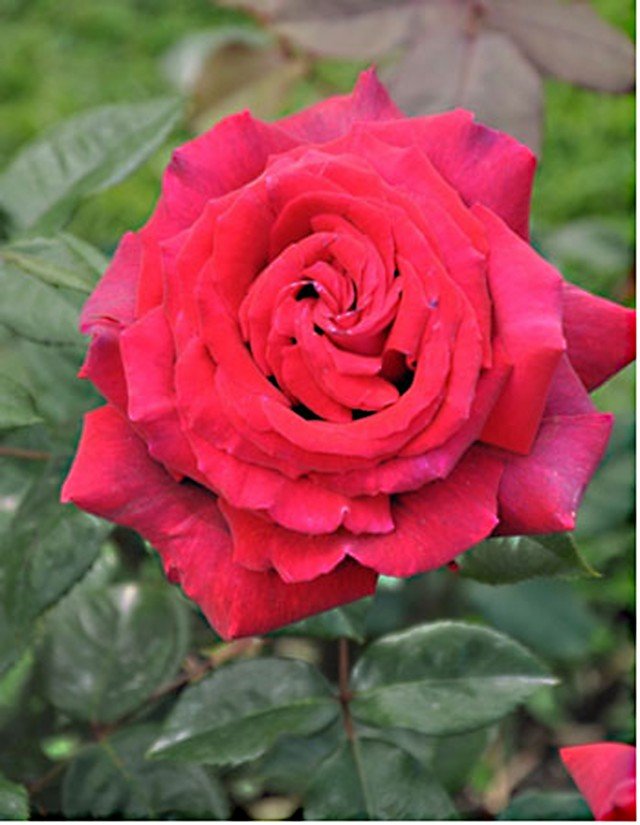 rosa ibrido di tea di Orard, ibridatore francese, a una rosa per ora senza nome, identificata come ORA 9898B rosa ibrido di tea di Orard, ibridatore francese, a una rosa per ora senza nome, identificata come ORA 9898B