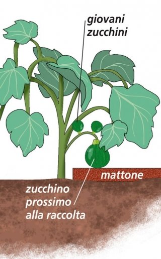 quando zucchine mature raccolta quando zucchine mature raccolta