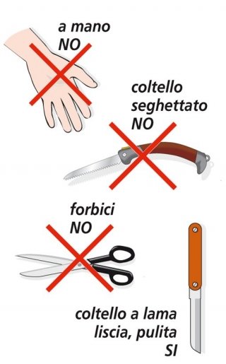 raccogliere zucchine coltello lama liscia raccogliere zucchine coltello lama liscia