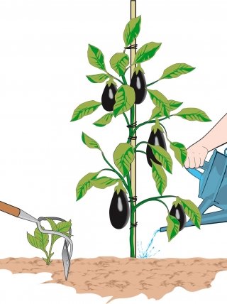 sarchiatura terreno melanzane sarchiatura terreno melanzane