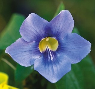 thunbengia-amstudio thunbengia-amstudio