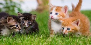 4 gattini marroni e rossi