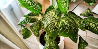 Dieffenbachia pianta Dieffenbachia pianta